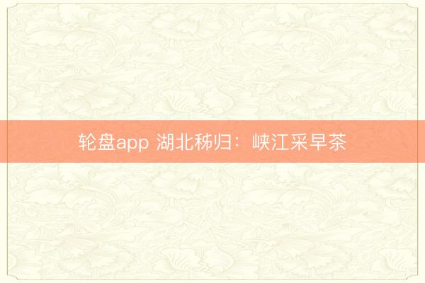 轮盘app 湖北秭归：峡江采早茶