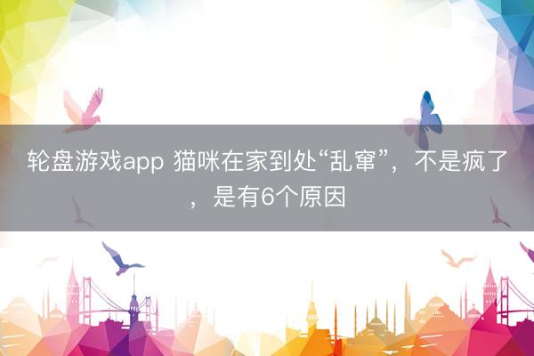 轮盘游戏app 猫咪在家到处“乱窜”，不是疯了，是有6个原因